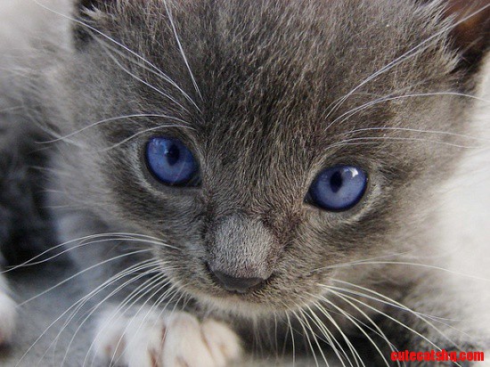 Those Beautiful Eyes!