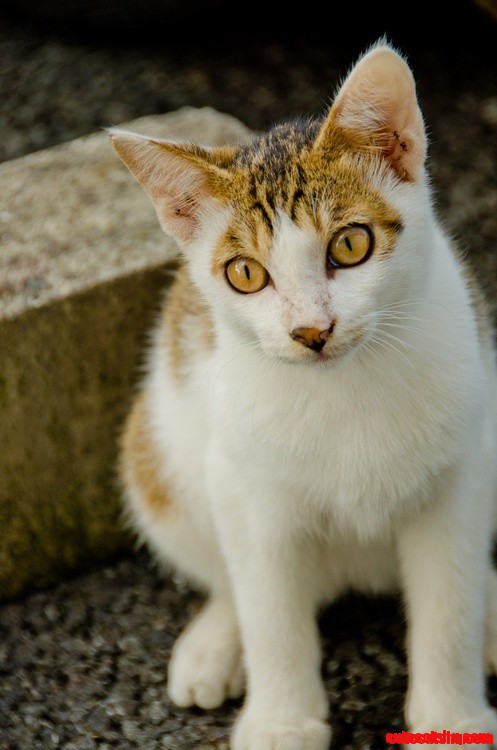 Those Lovely Cat Eyes