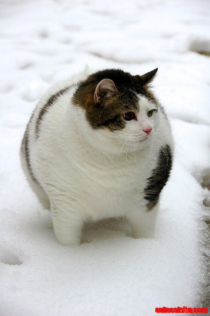 Thought You Said It Was Cold