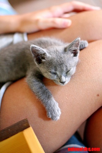 Tiny Kitten