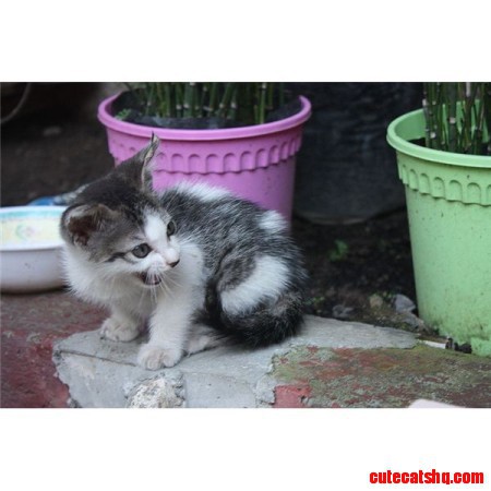 Tiny Kitten