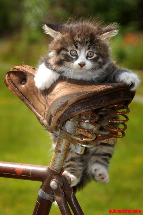 Tiny Kitten
