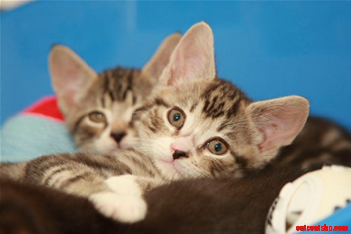 Tiny Kittens