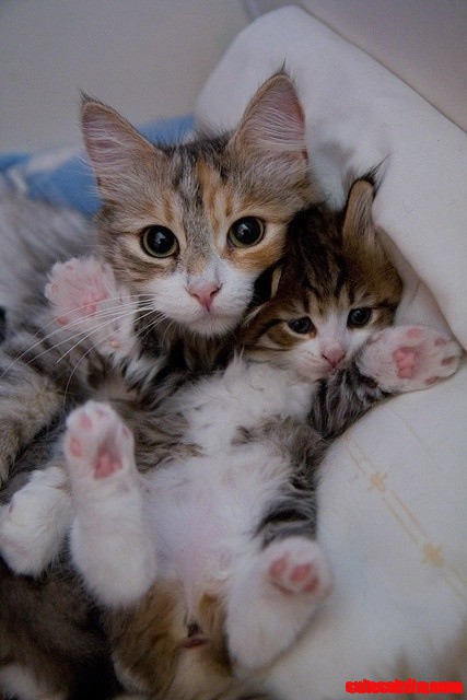 Tiny Kitties