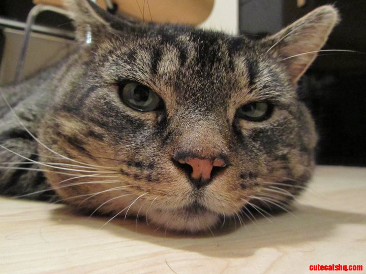 Tired Cat
