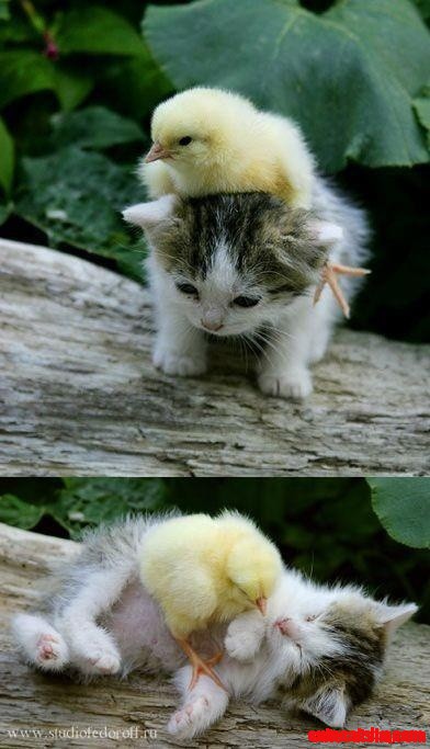 Too Cute Im About to Die!