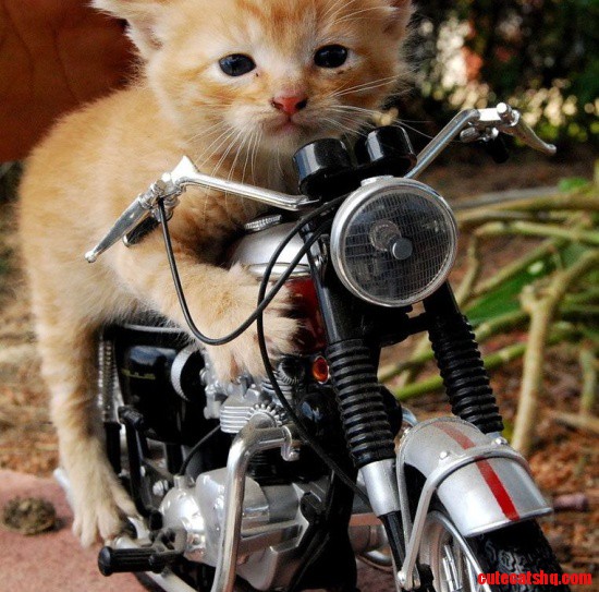 Too Funny Cat | Funny Cats Pictures