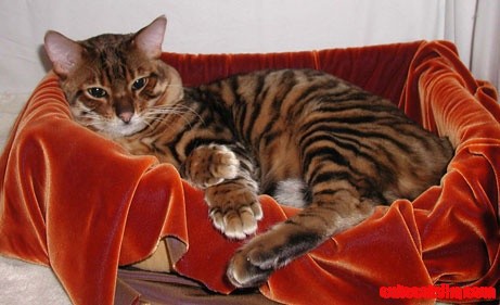 Toyger Cat Breed.  Must Own One Someday!  Sooooo Pretty!