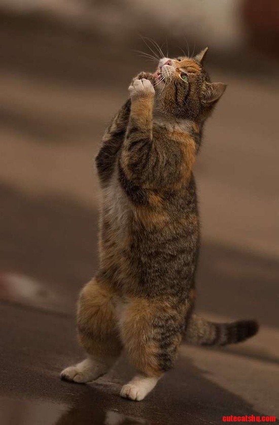 Tuna ! Tuna !! Tuna !!!