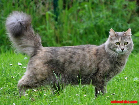 Turkish Angora Cat Breed