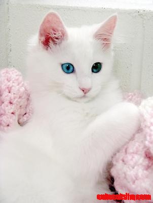 Turkish Angora Kitten