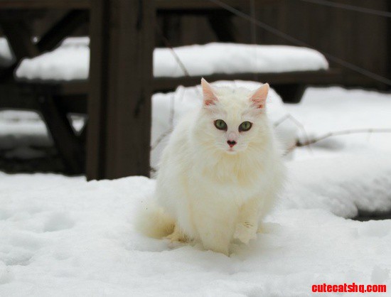 Turkish Angora