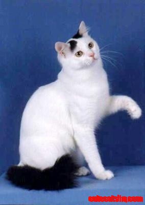 Turkish Van Cat