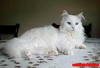 Turkish Vankedisi Cat
