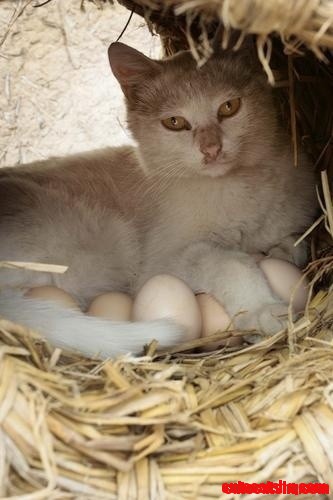 Um Cat Meow......