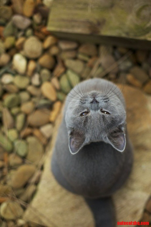 Upsidedown