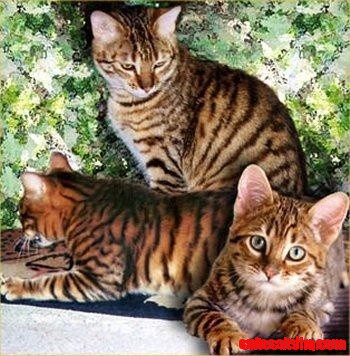 Ussuri Cat