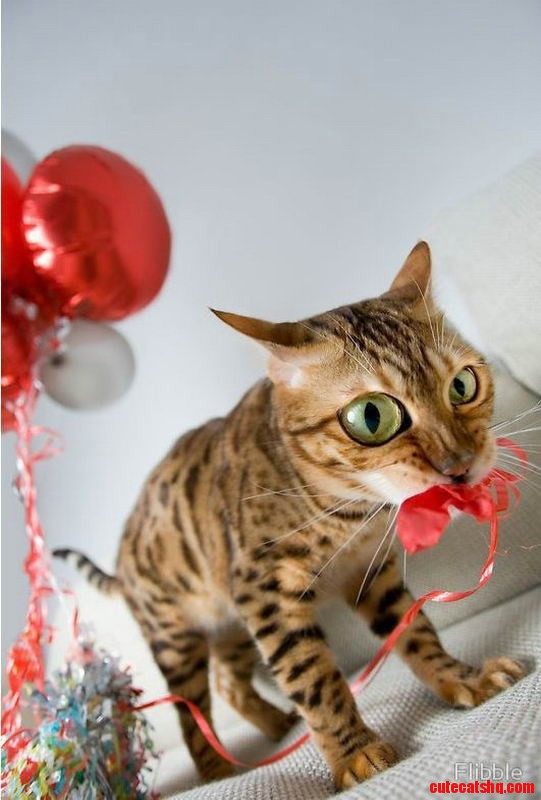 Valentine Cat