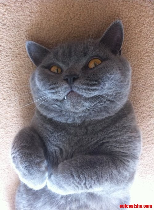 Vampire Cat