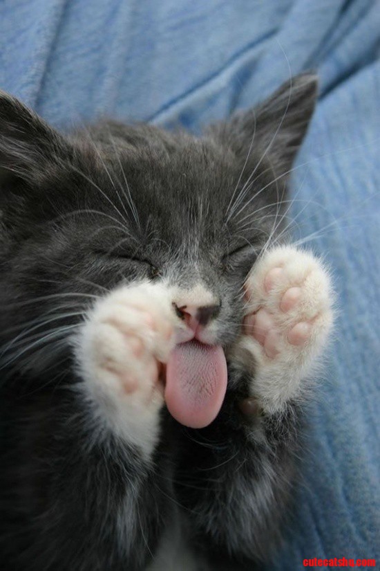 What Is Cute