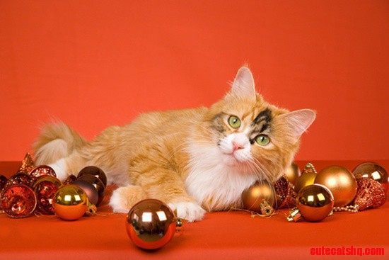 What Your Cat Wants to Give You for Christmas