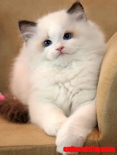 What a Beautiful White Cat