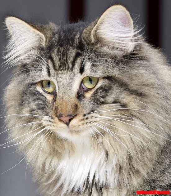 What a Gorgeous Cat Face