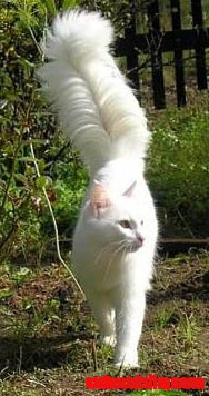 What a Gorgeous Cat Tail!