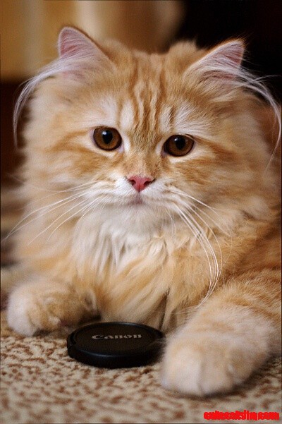 What a Sweet Cat Face !