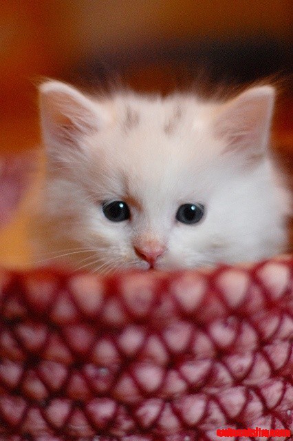 What a Sweet Kitten Face