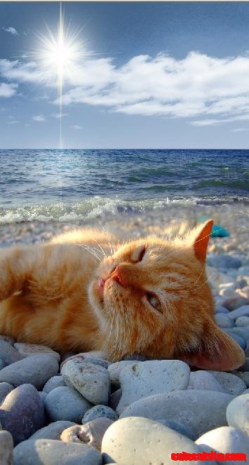 Where's My Sunscreen?