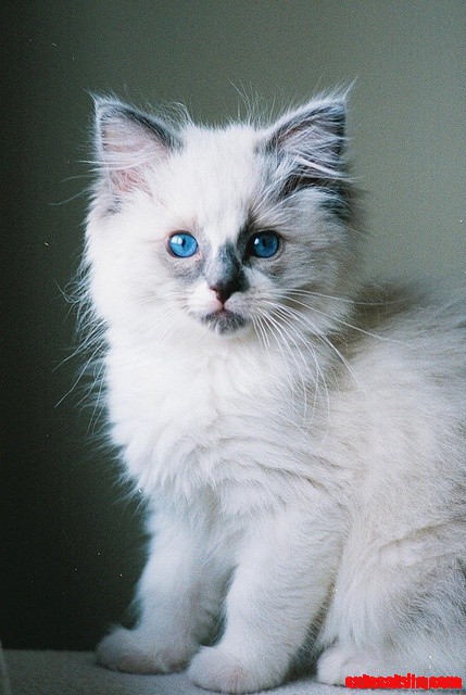 White Cat Louis