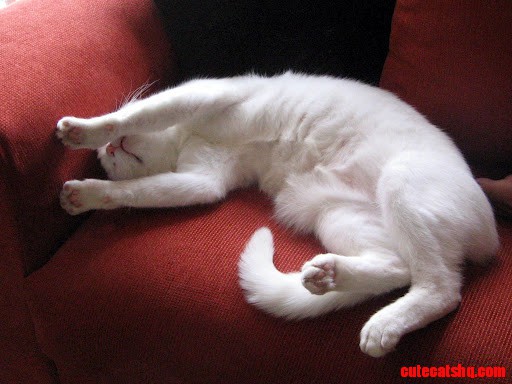 White Cuty