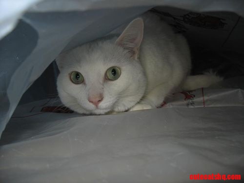 White Kitty