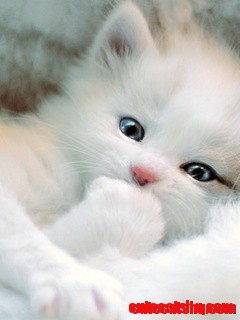 White Pretty Cat