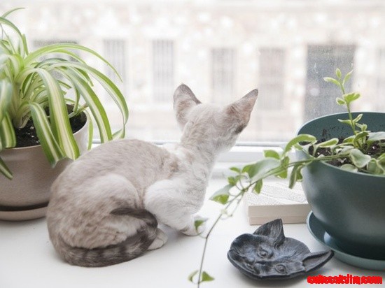 Window Kitten