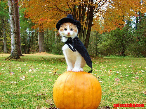 Witch Kitty