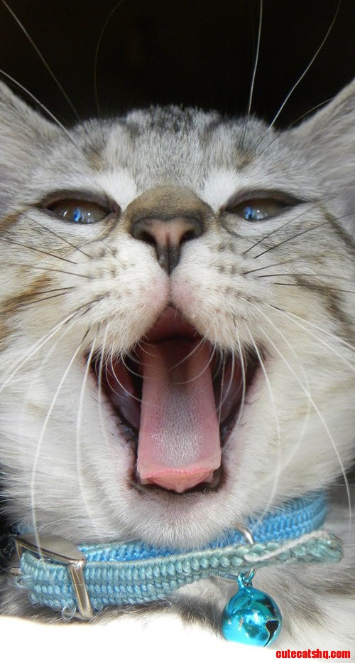 Yawning Kitty