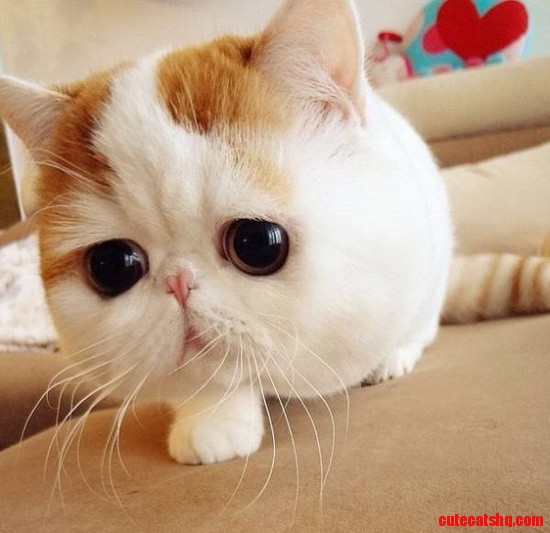 Yes, I Was Born with This Face.