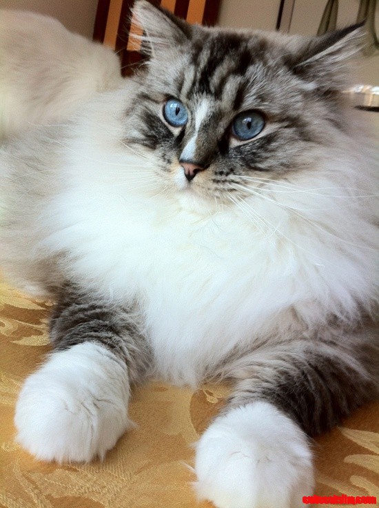 Yes...i Know I Have Big Cat Feet
