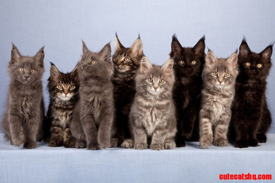 You Might Call Me an Expert in Hiding Cats from Landlords | Catster