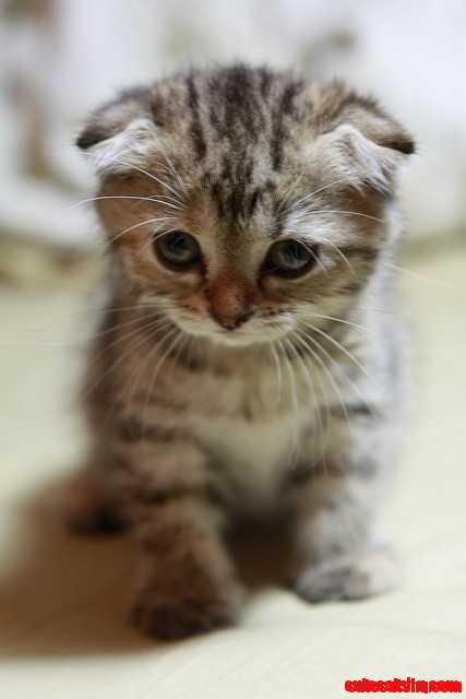 You've Cat to Be Kitten Me Right Meow.