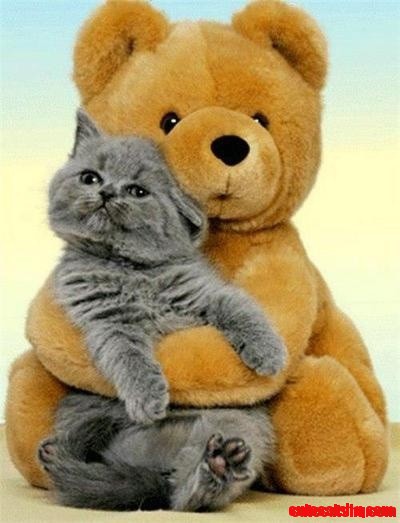 A Bear and His Kitty