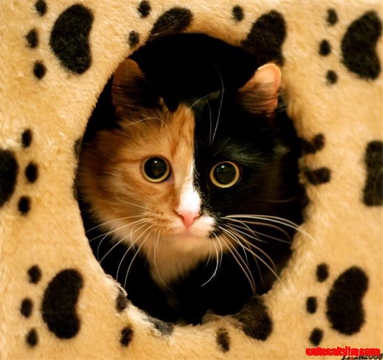 Almost Camouflage