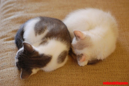 Balls of Kittens!