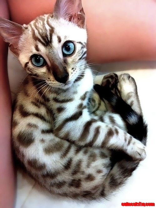 Bengal Kitty