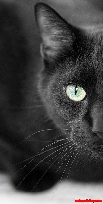 Black Cat