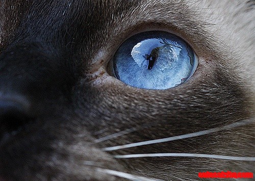 Blue Eyes
