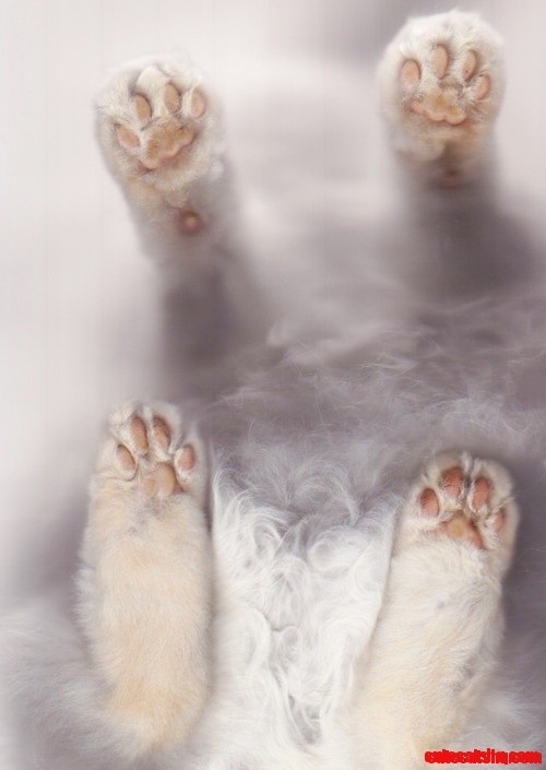 Cat Paw