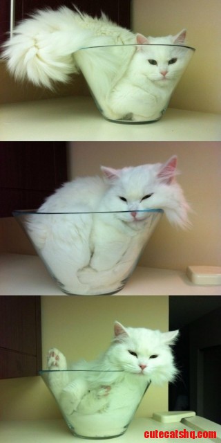 Cats :)